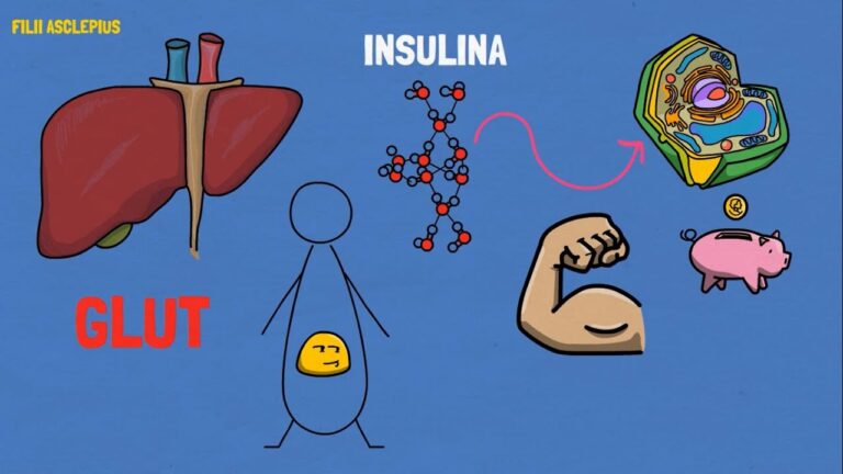 Insulina rápida: ¿Cuánto tarda en hacer efecto?