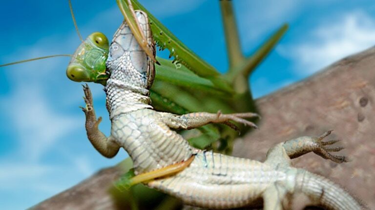 La sorprendente singularidad de la mantis religiosa: un único oído ubicado en su abdomen