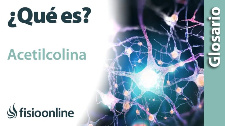 Descubre cómo la acetilcolina influye en tu cerebro como neurotransmisor
