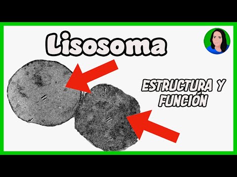 ¿Qué es el lisosoma en la célula animal o vegetal? Descubre su función en 70 caracteres.
