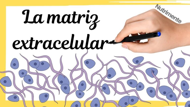 Descubre la clave de la salud celular con la función de la matriz extracelular