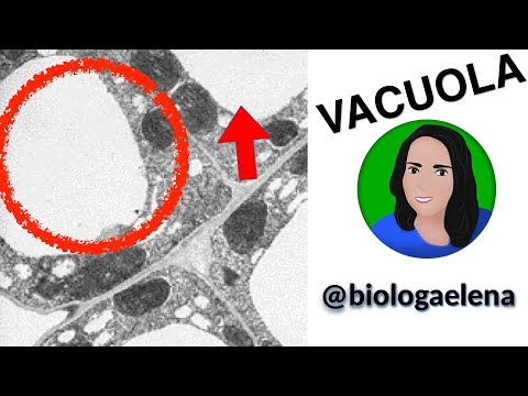 Descubre el misterio de las vacuolas en células animales en solo 5 minutos