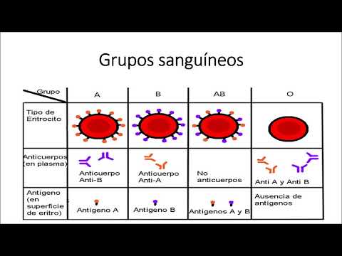 Descubre cómo los antígenos y anticuerpos determinan tu grupo sanguíneo